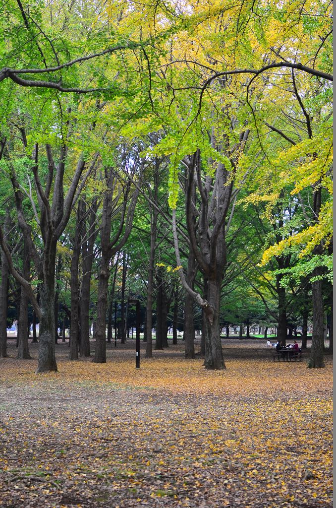 f:id:hachi-log:20181112141749j:plain