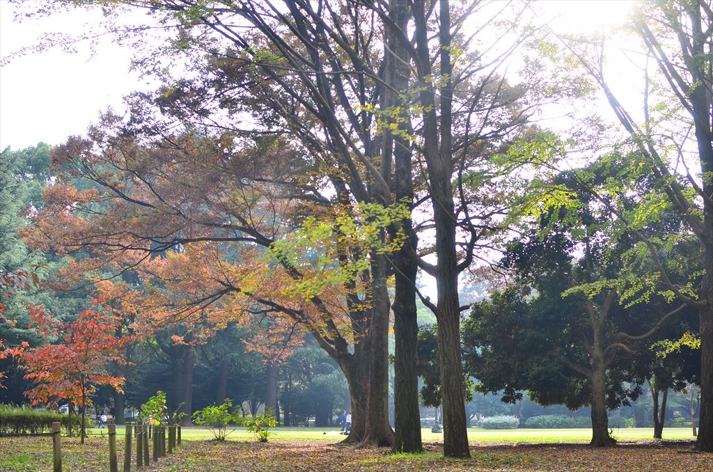 f:id:hachi-log:20181112142014j:plain