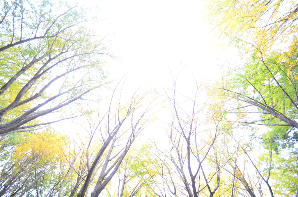 f:id:hachi-log:20181112151210j:plain