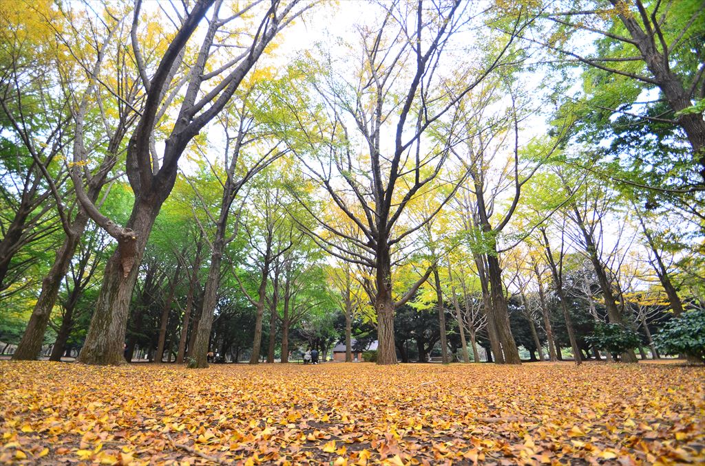 f:id:hachi-log:20181112151821j:plain