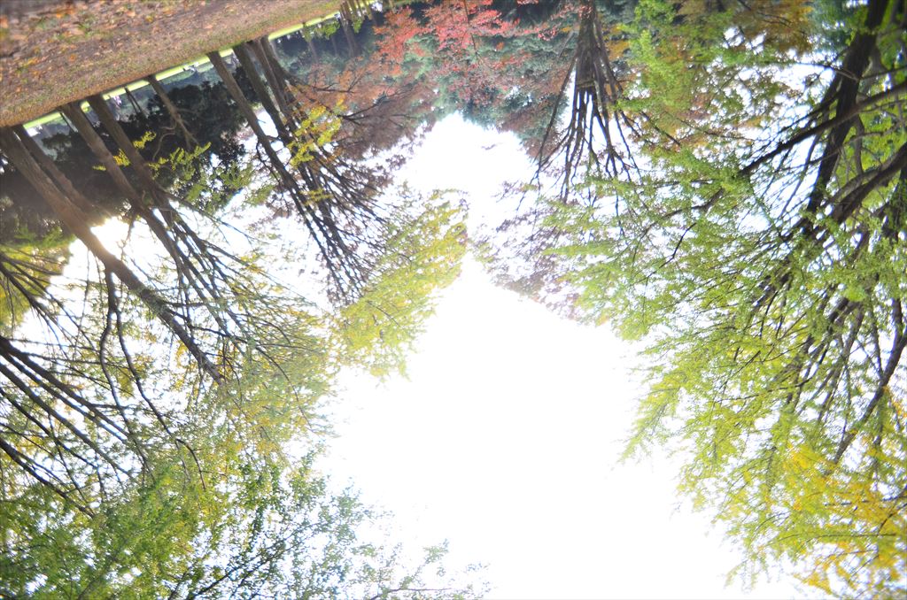 f:id:hachi-log:20181112152833j:plain