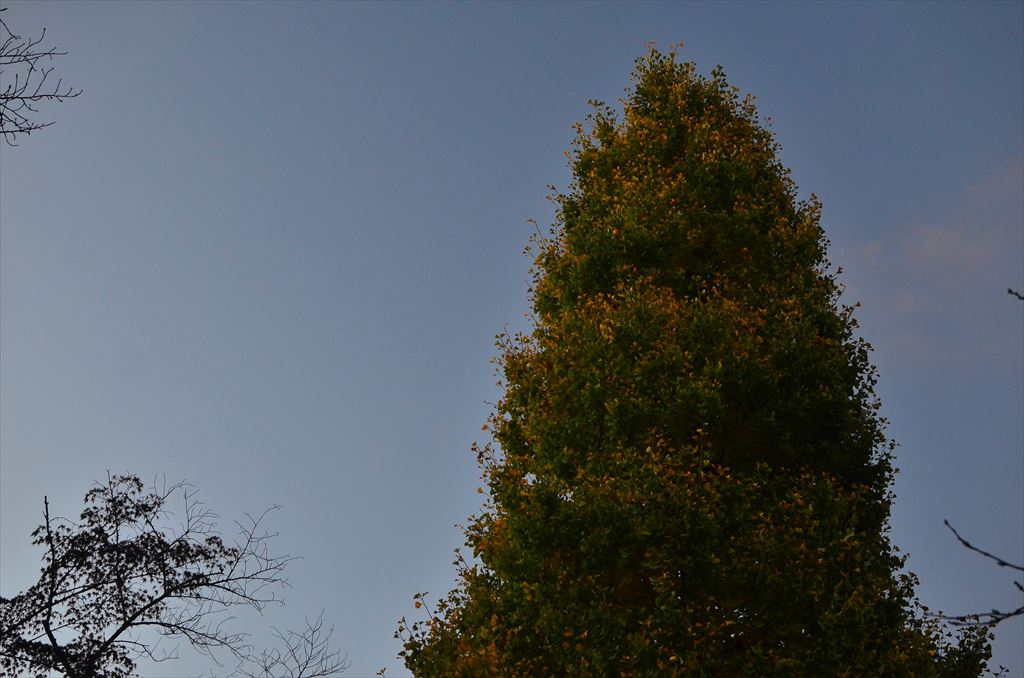f:id:hachi-log:20181116060840j:plain f:id:hachi-log:20181116060840j:plain