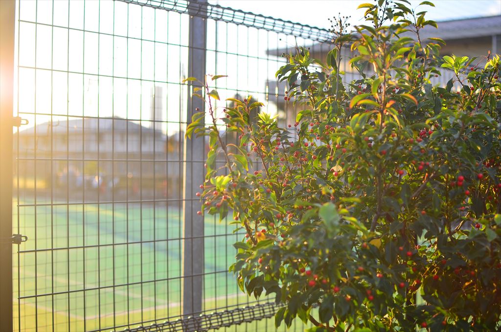 f:id:hachi-log:20181116064835j:plain f:id:hachi-log:20181116064835j:plain