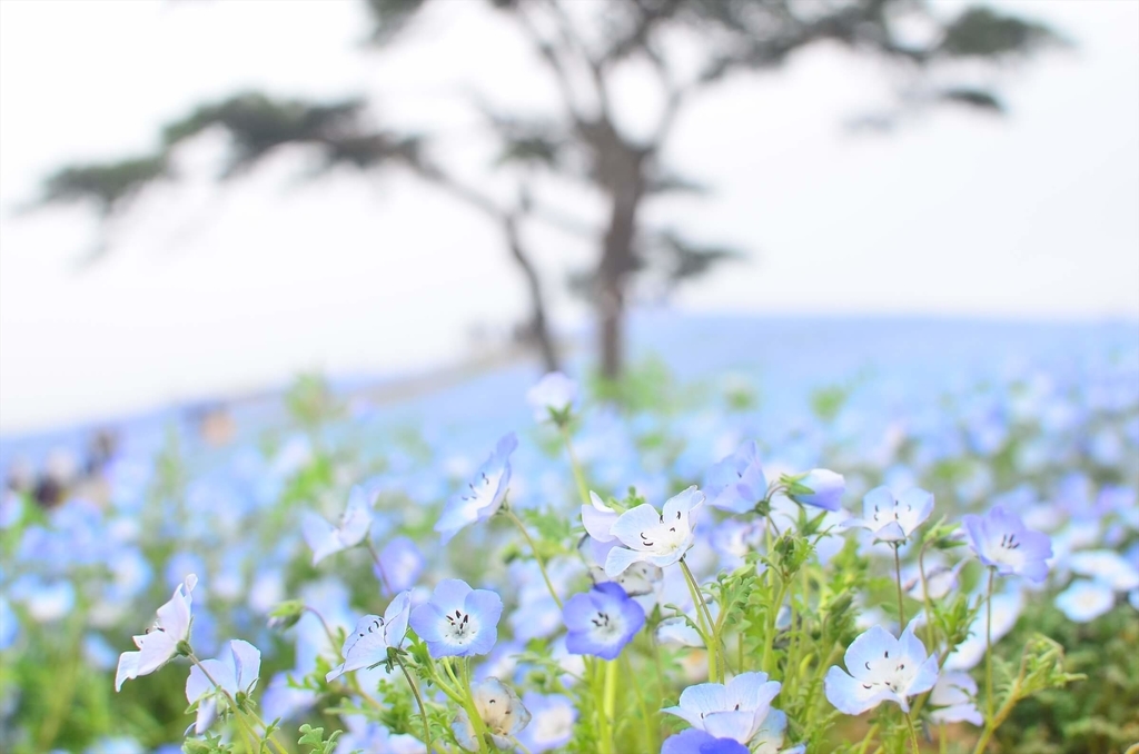 f:id:hachi-log:20181221060528j:plain