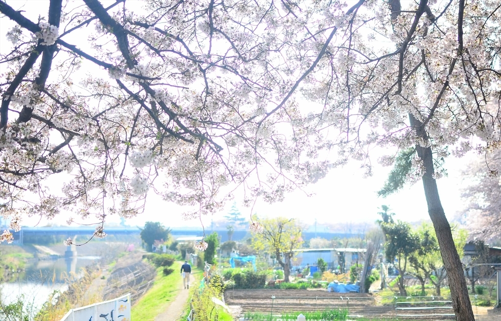 f:id:hachi-log:20181221062445j:plain