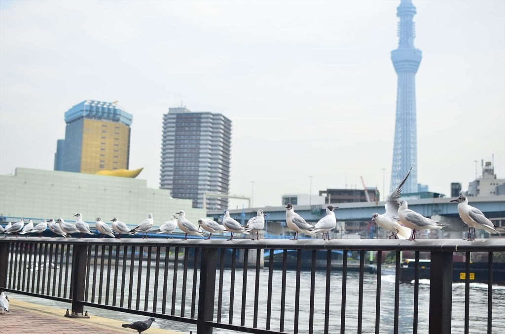 f:id:hachi-log:20181221063437j:plain