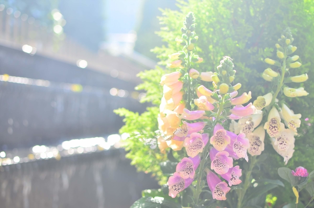 f:id:hachi-log:20181221064357j:plain