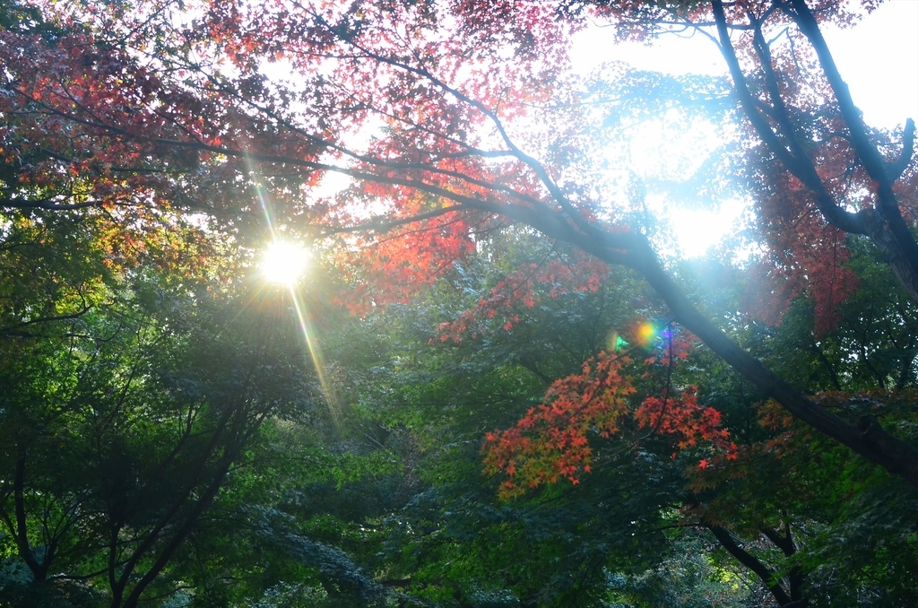 f:id:hachi-log:20181227082744j:plain