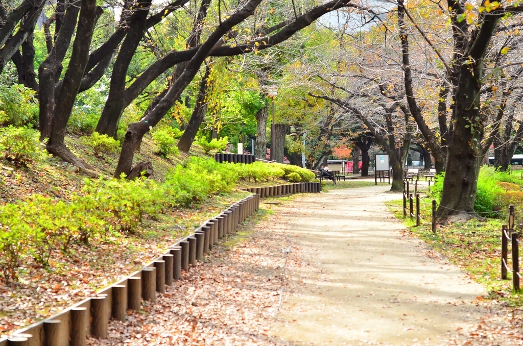 f:id:hachi-log:20181227082813j:plain