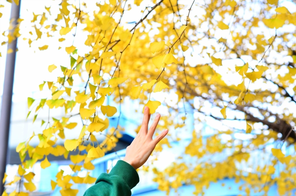 f:id:hachi-log:20181227082913j:plain