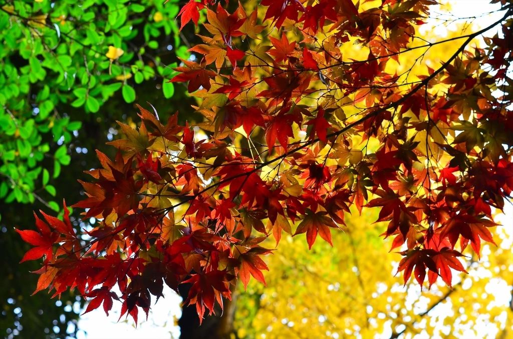 f:id:hachi-log:20181227083159j:plain
