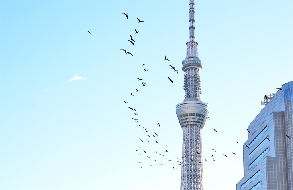 f:id:hachi-log:20190103224653j:plain