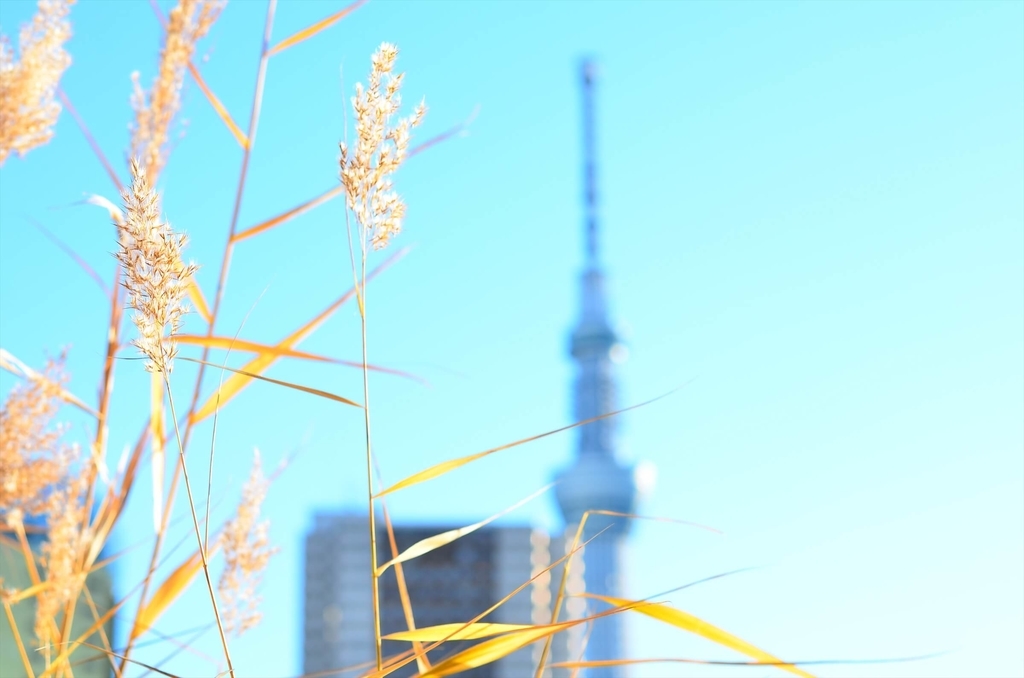 f:id:hachi-log:20190103224734j:plain