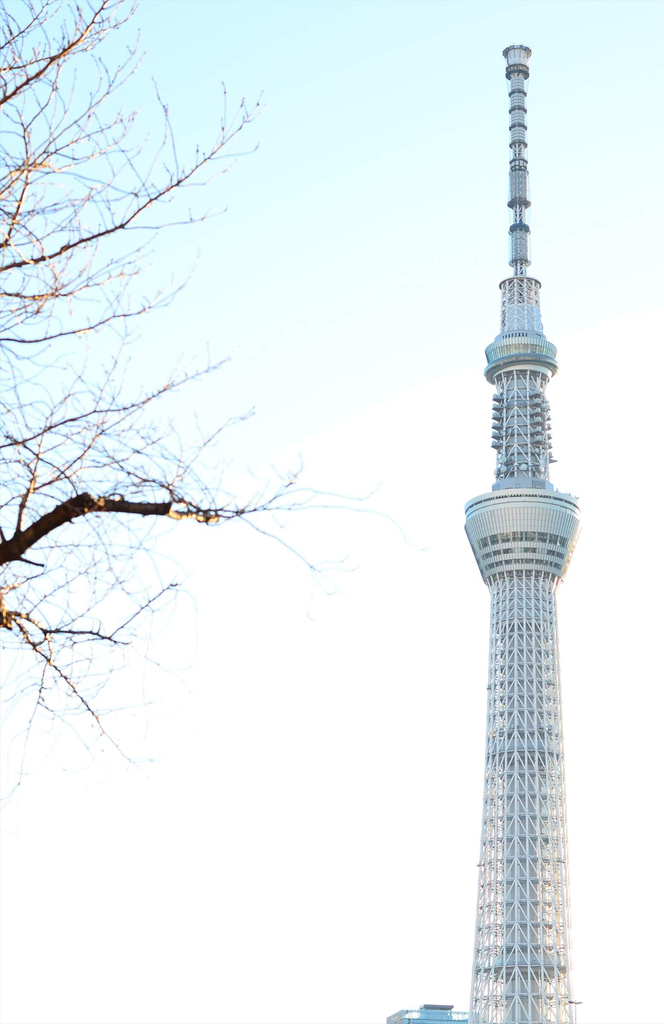 f:id:hachi-log:20190104053925j:plain