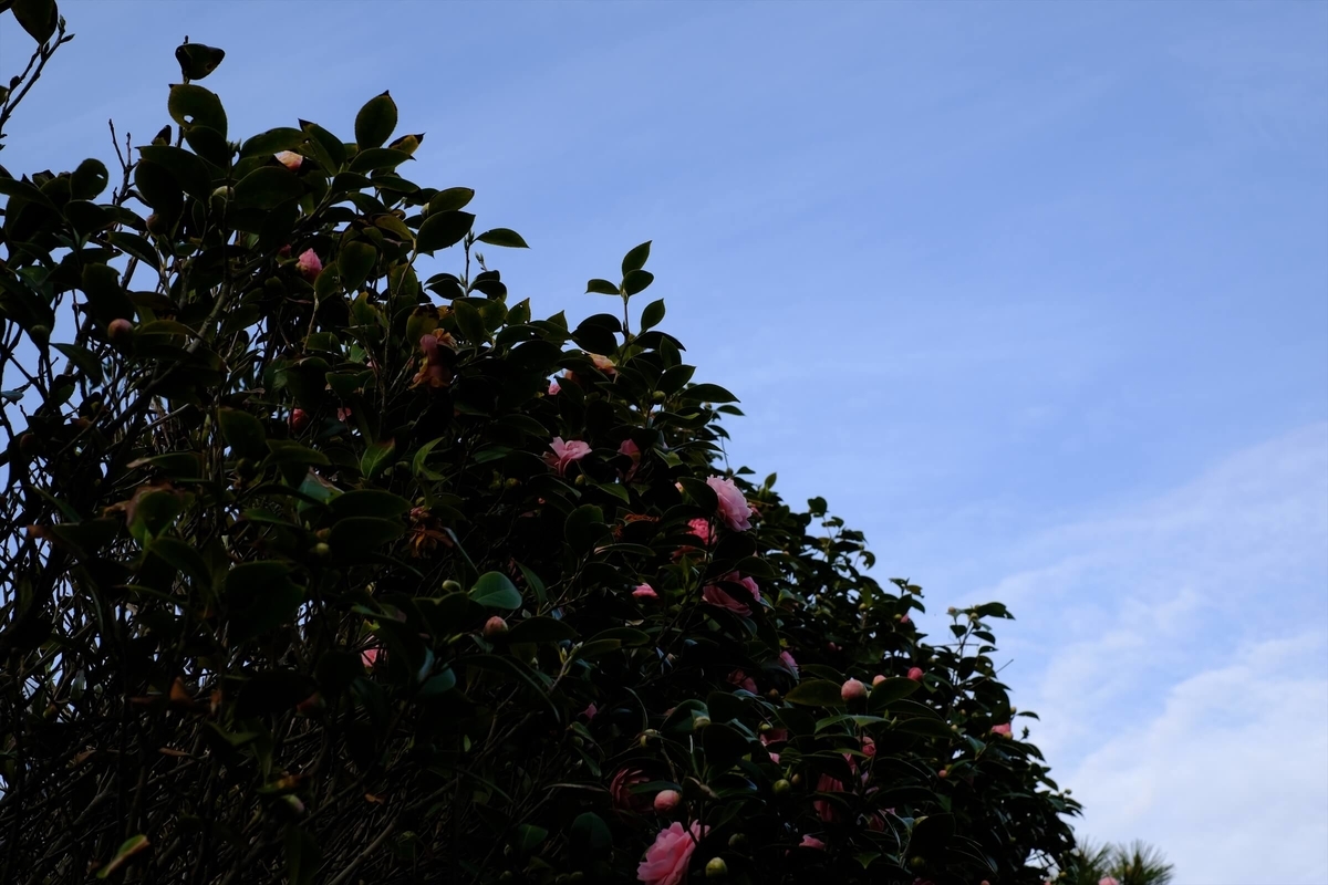 f:id:hachi-log:20190322173837j:plain f:id:hachi-log:20190322173837j:plain
