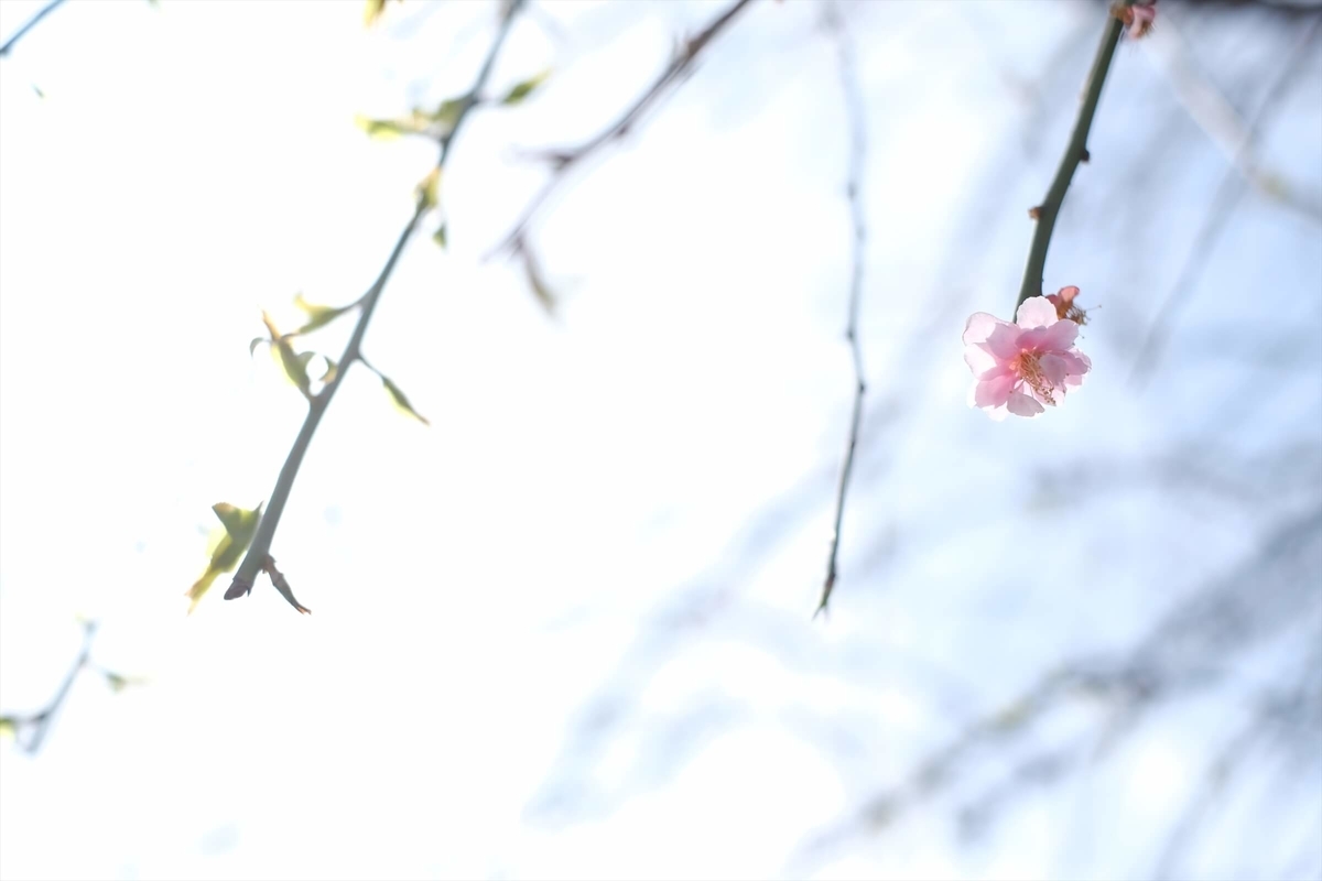 f:id:hachi-log:20190322175257j:plain f:id:hachi-log:20190322175257j:plain