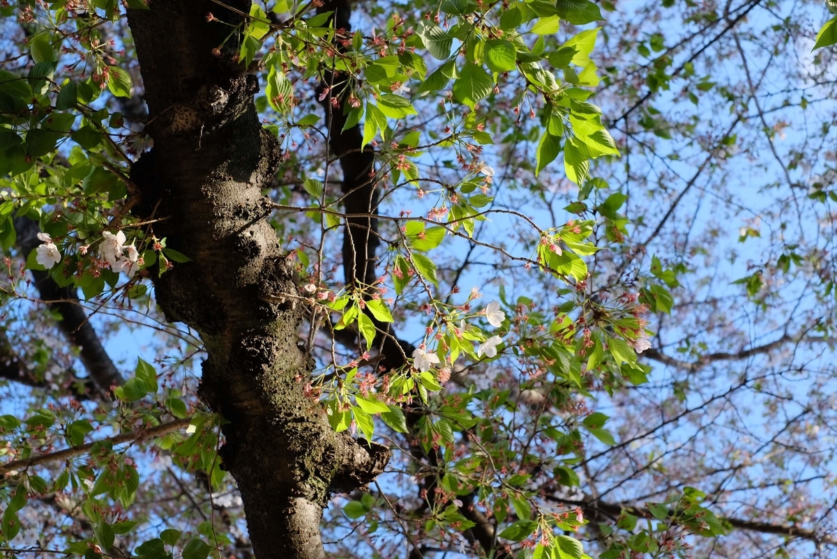 f:id:hachi-log:20190416093319j:plain