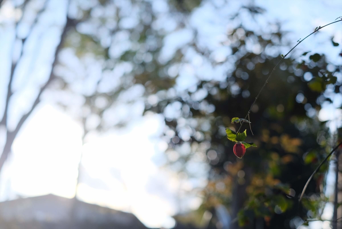 f:id:hachi-log:20190416093328j:plain