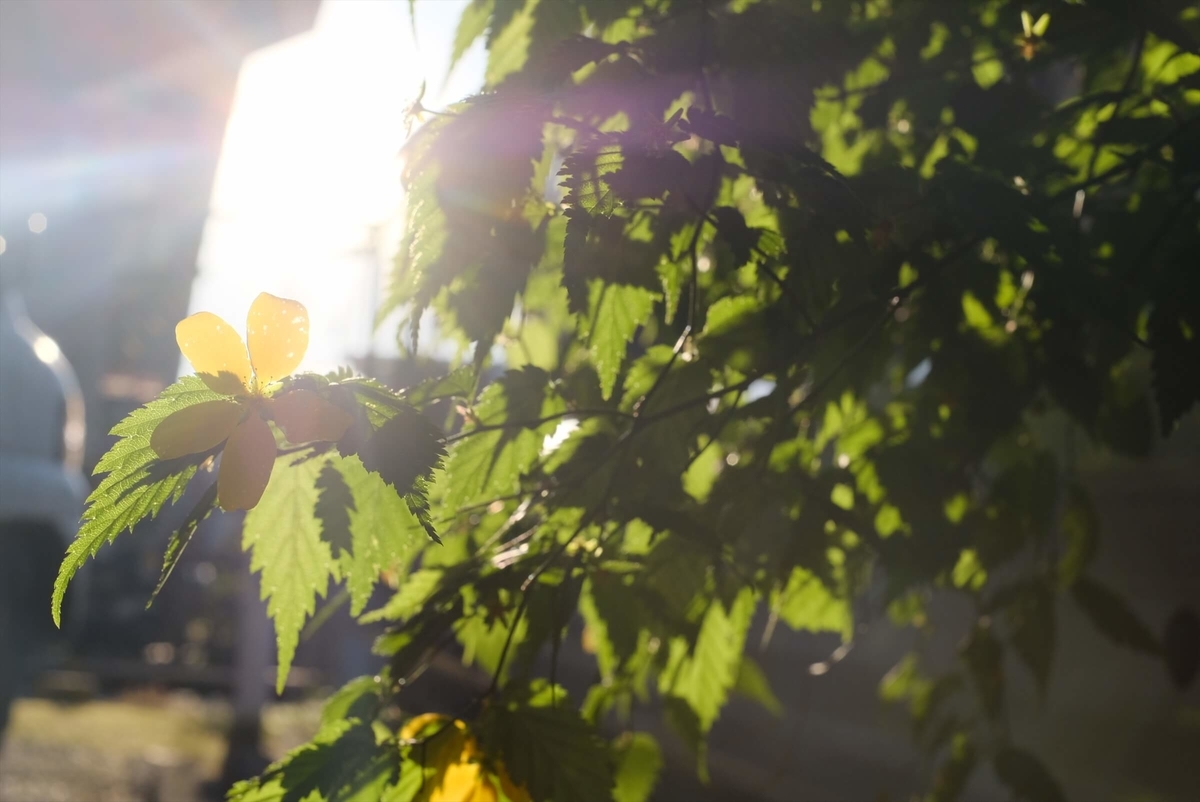 f:id:hachi-log:20190416093349j:plain