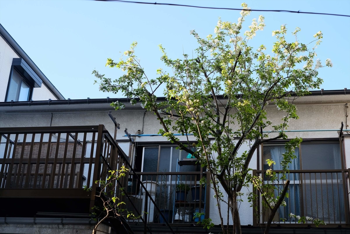 f:id:hachi-log:20190416093357j:plain