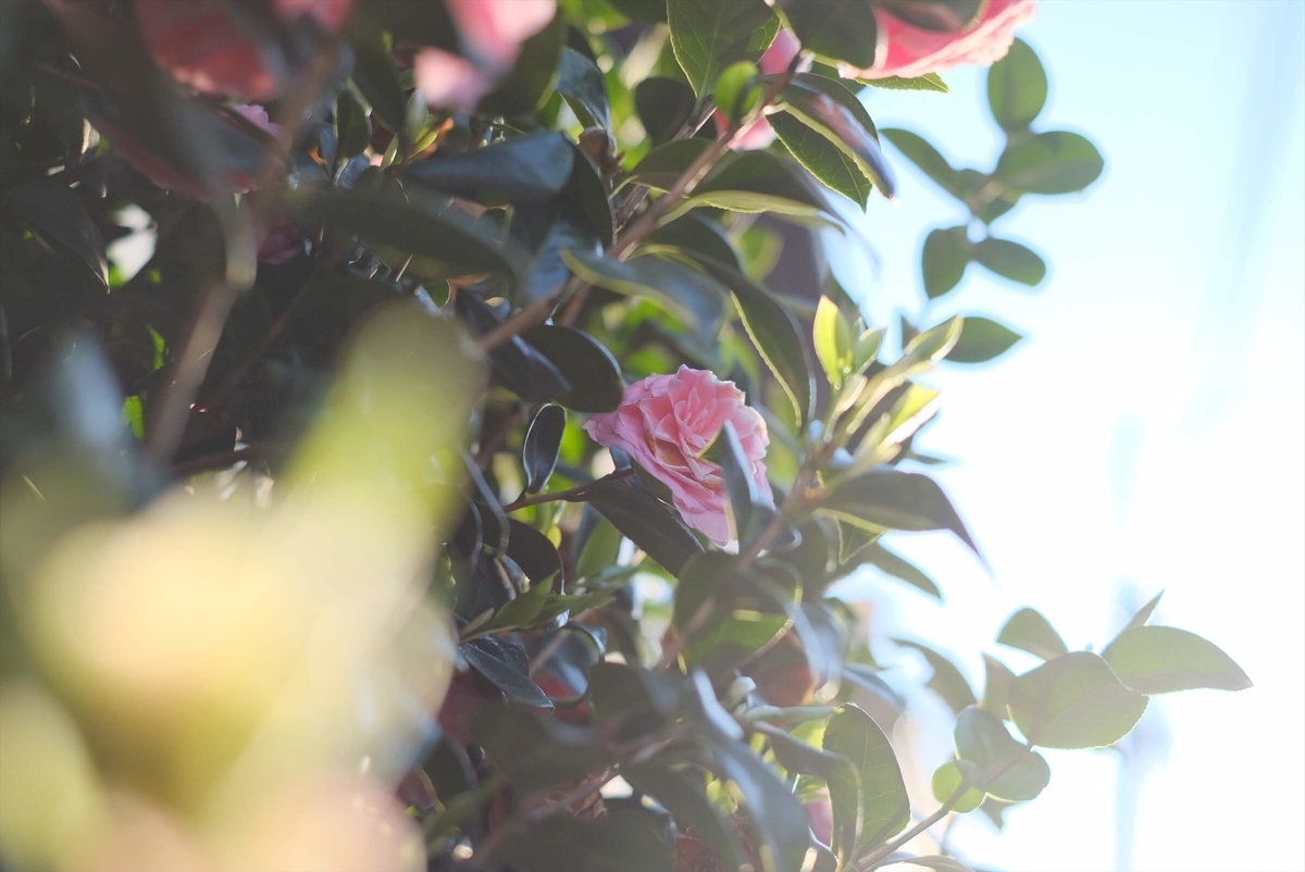 f:id:hachi-log:20190416093423j:plain