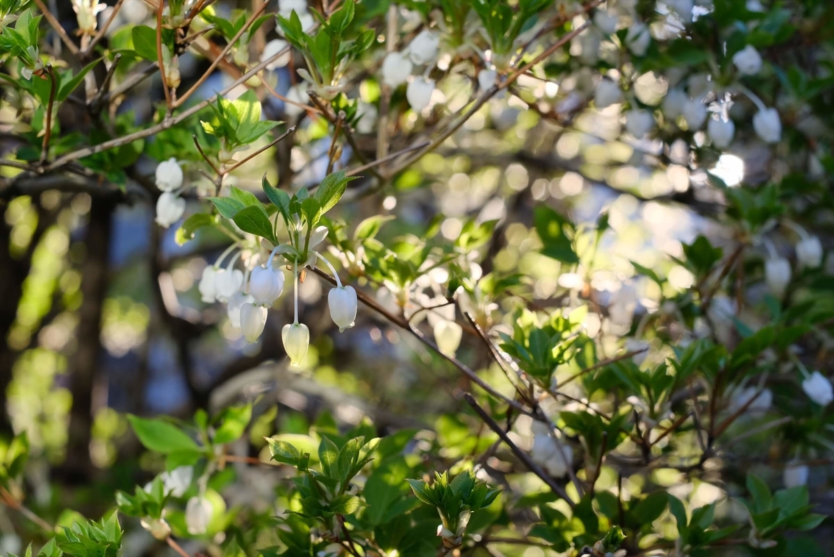 f:id:hachi-log:20190416093540j:plain