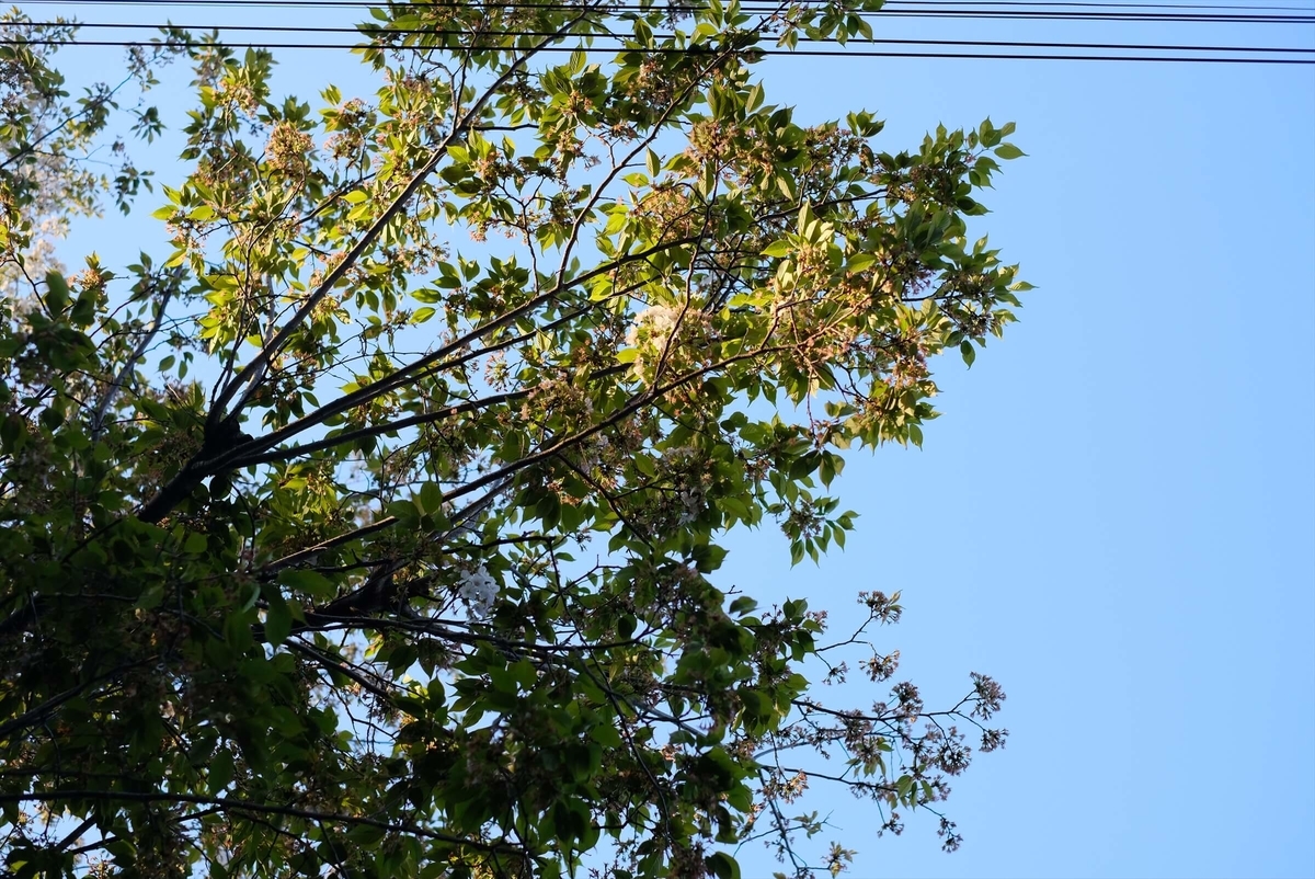 f:id:hachi-log:20190416093608j:plain