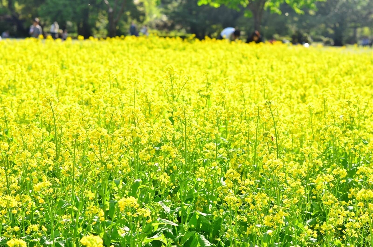 f:id:hachi-log:20190503013724j:plain