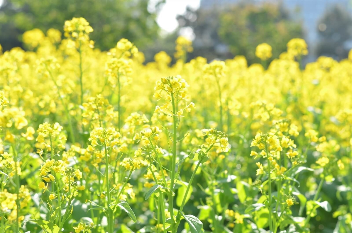 f:id:hachi-log:20190503013729j:plain