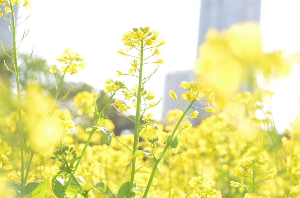 f:id:hachi-log:20190503013733j:plain