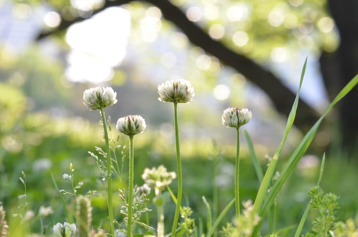 f:id:hachi-log:20190503013752j:plain