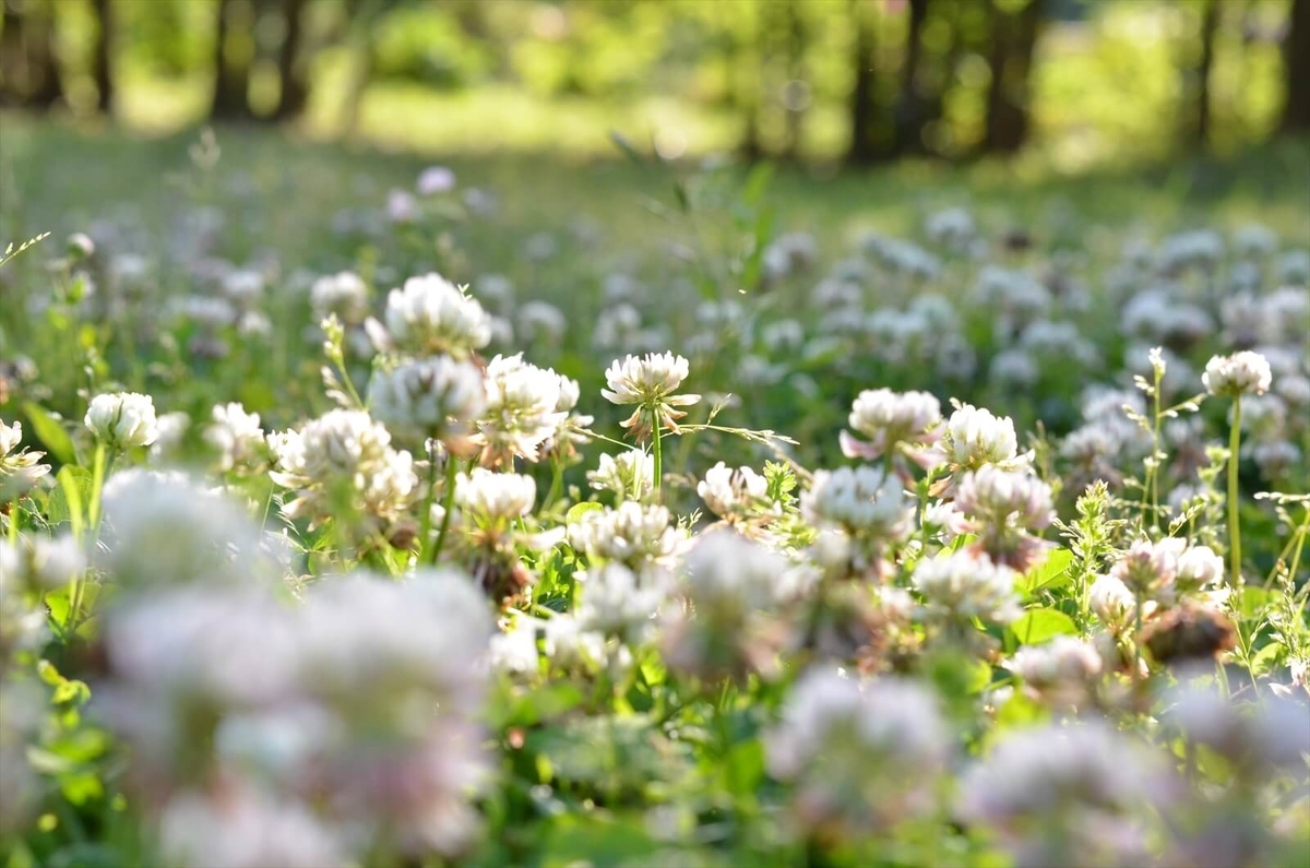 f:id:hachi-log:20190503013756j:plain