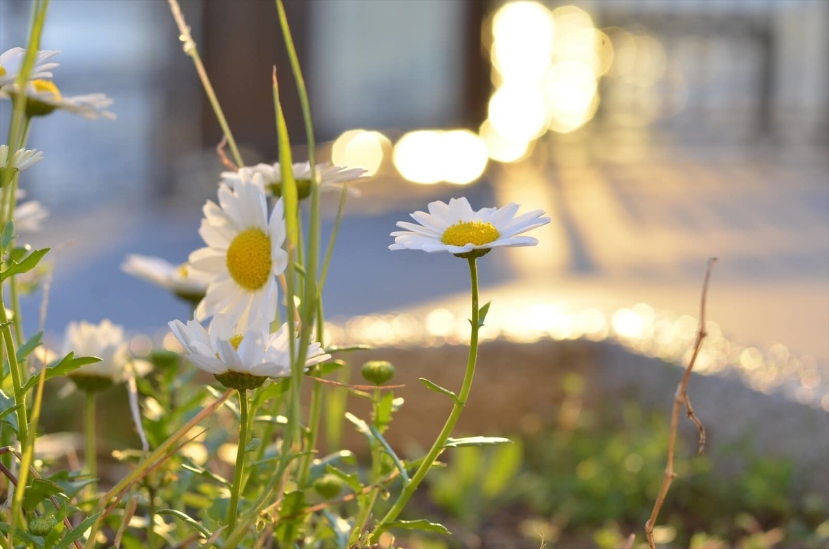 f:id:hachi-log:20190503013908j:plain