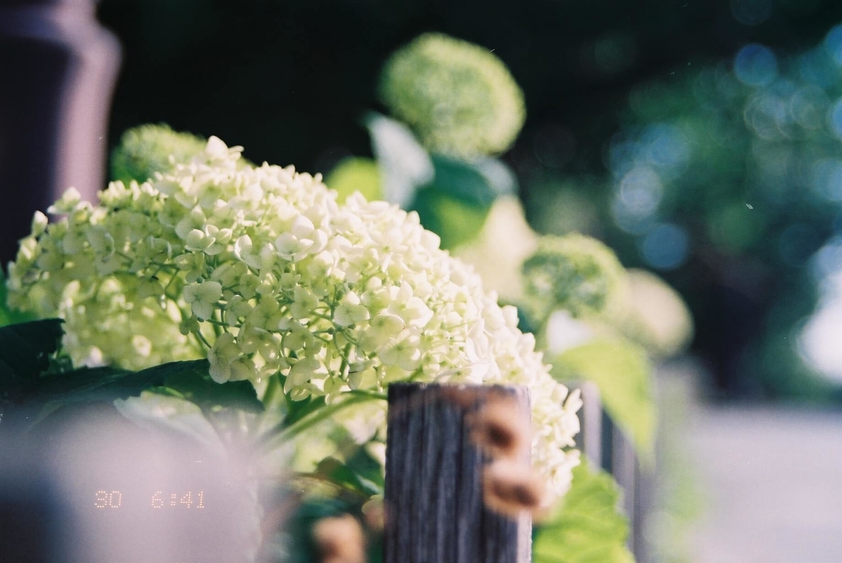 f:id:hachi-log:20190531230834j:plain