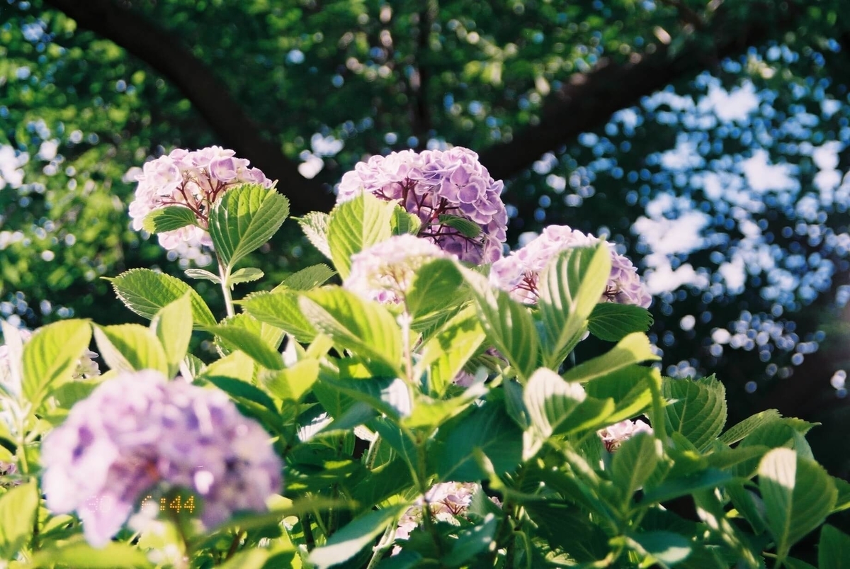 f:id:hachi-log:20190531230849j:plain