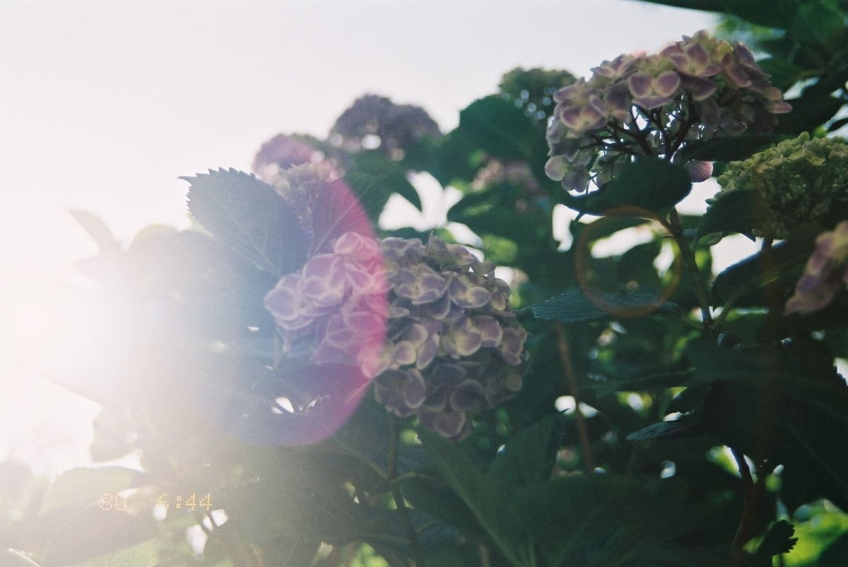 f:id:hachi-log:20190531230854j:plain