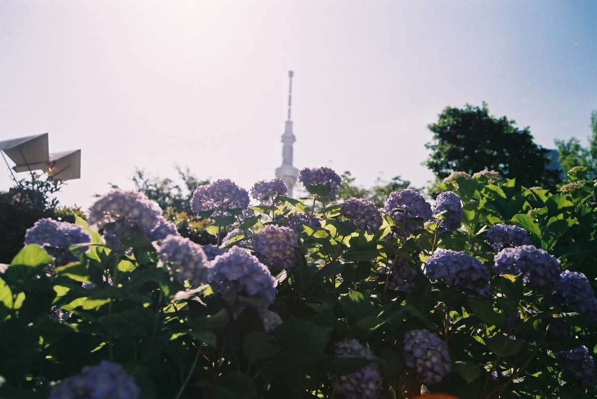 f:id:hachi-log:20190531230920j:plain