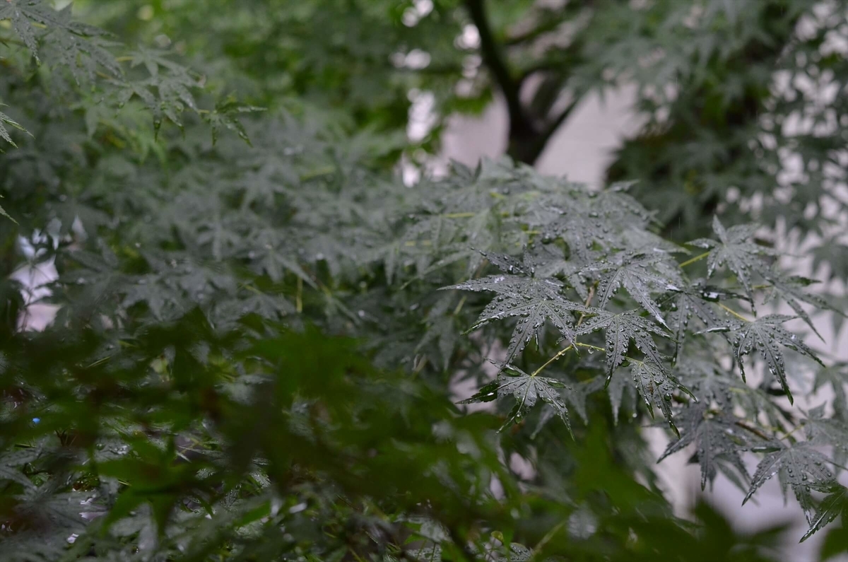 f:id:hachi-log:20190627012452j:plain f:id:hachi-log:20190627012452j:plain