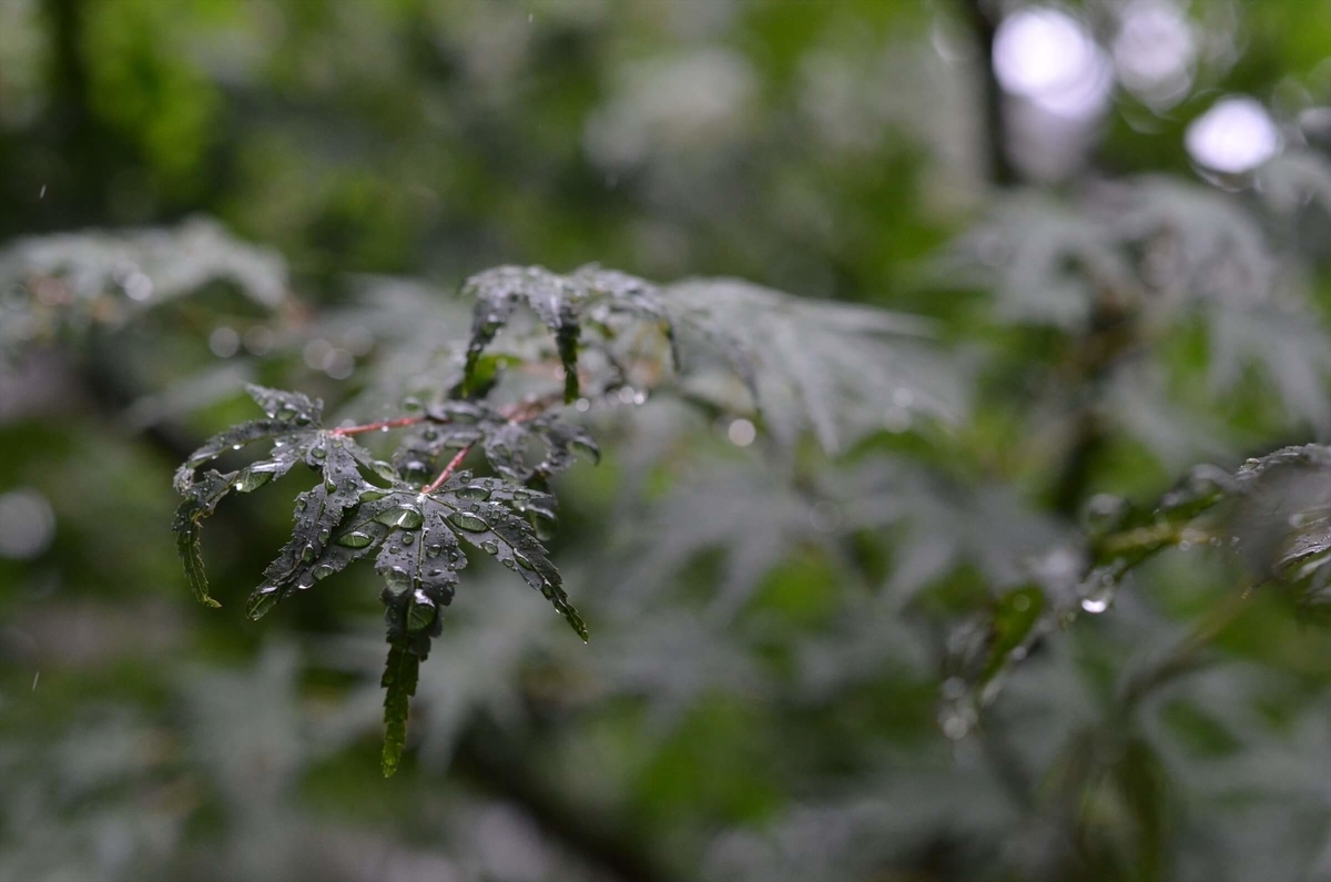 f:id:hachi-log:20190627012504j:plain f:id:hachi-log:20190627012504j:plain