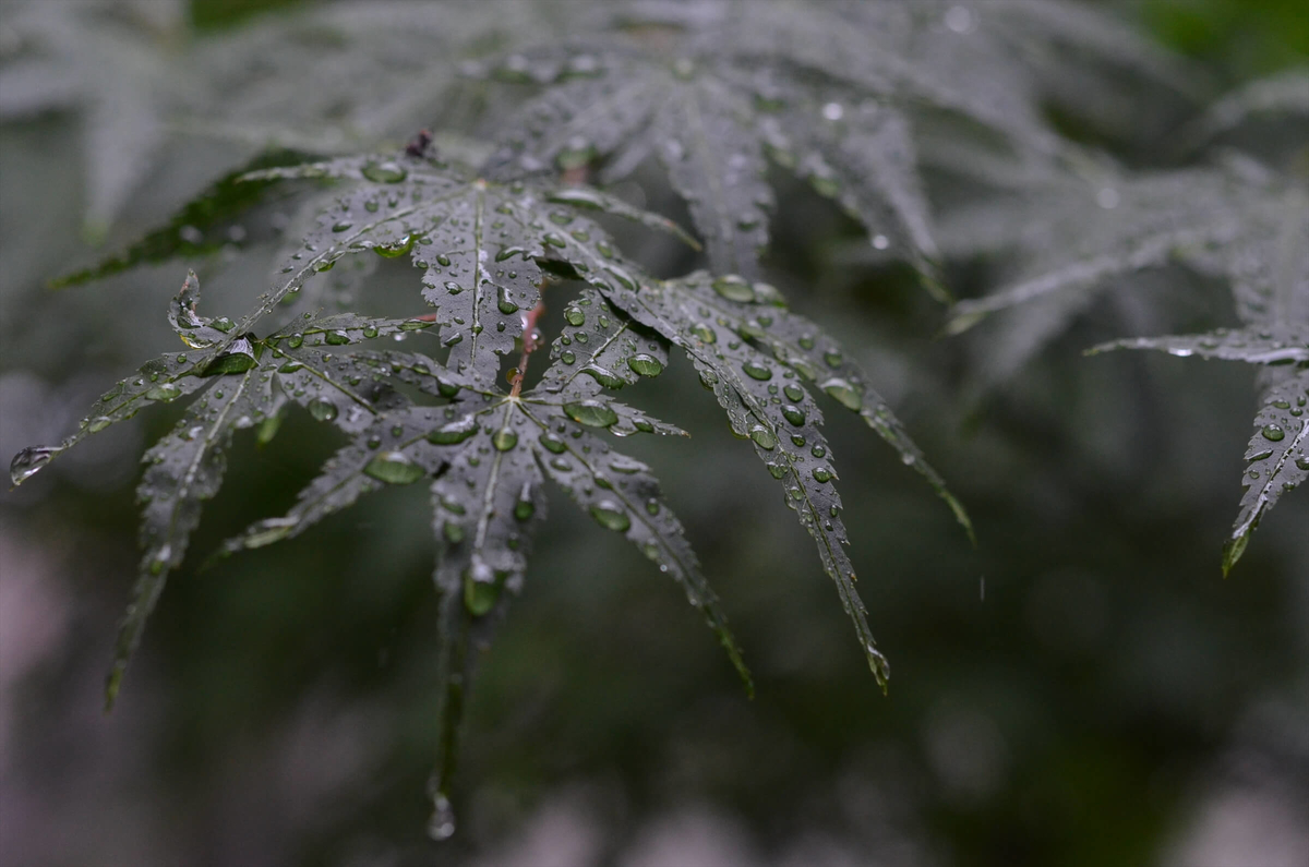 f:id:hachi-log:20190627012510j:plain f:id:hachi-log:20190627012510j:plain