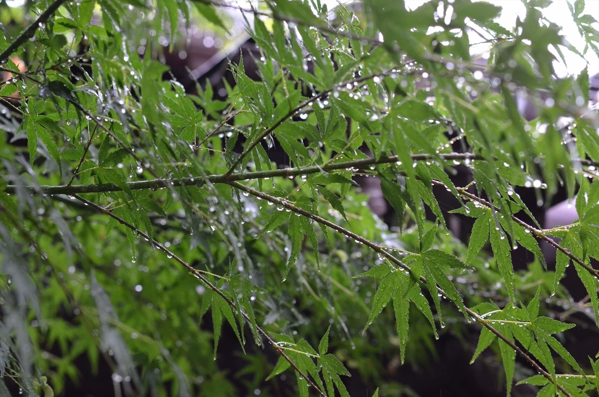 f:id:hachi-log:20190627012529j:plain f:id:hachi-log:20190627012529j:plain