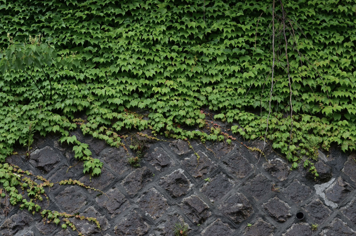 f:id:hachi-log:20190627014620j:plain f:id:hachi-log:20190627014620j:plain