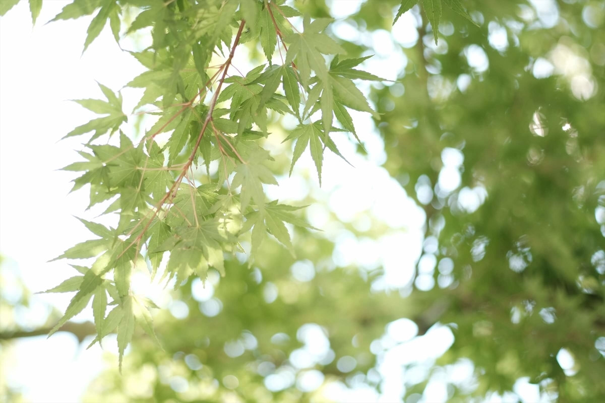 f:id:hachi-log:20190725102736j:plain