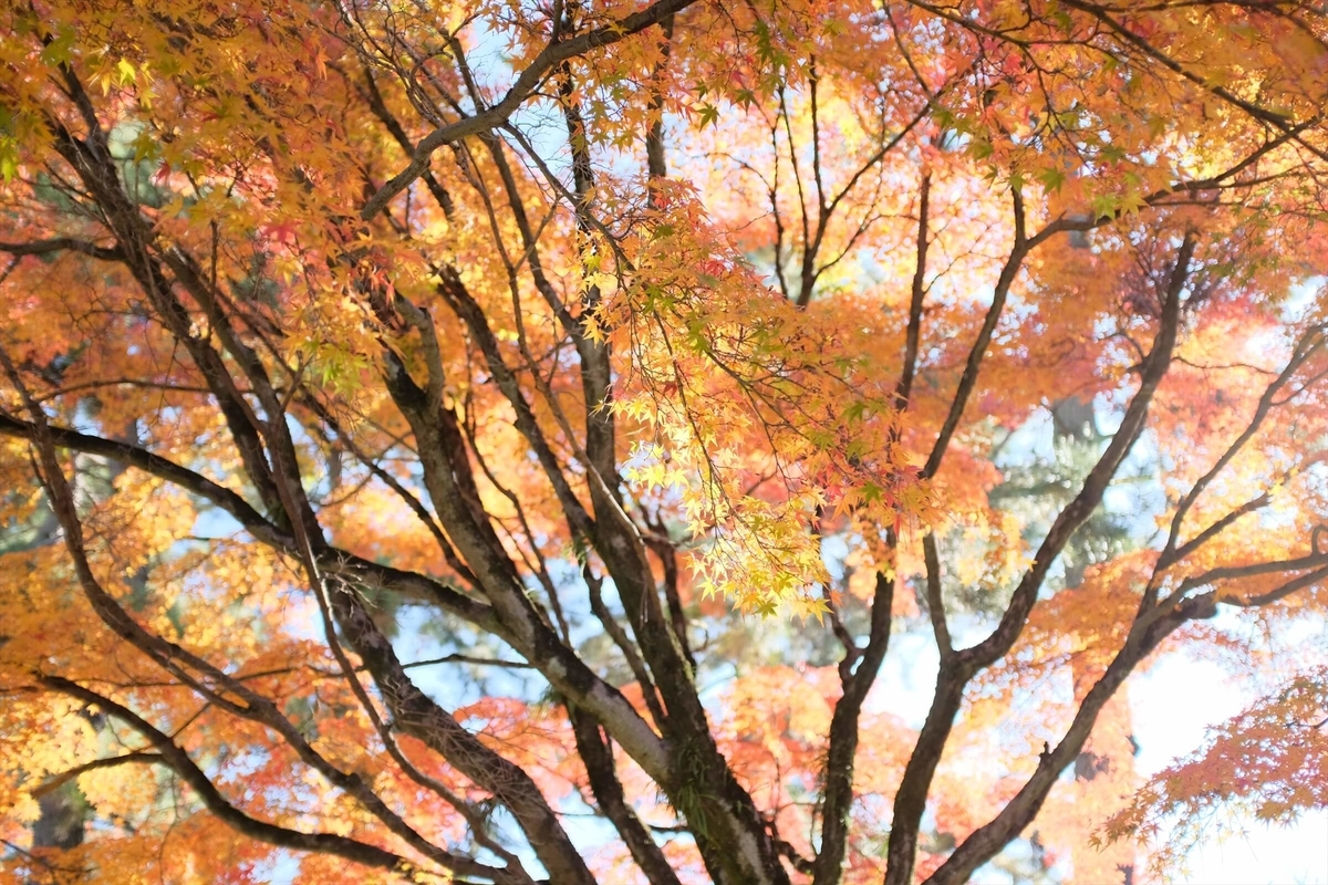 f:id:hachi-log:20191216085658j:plain