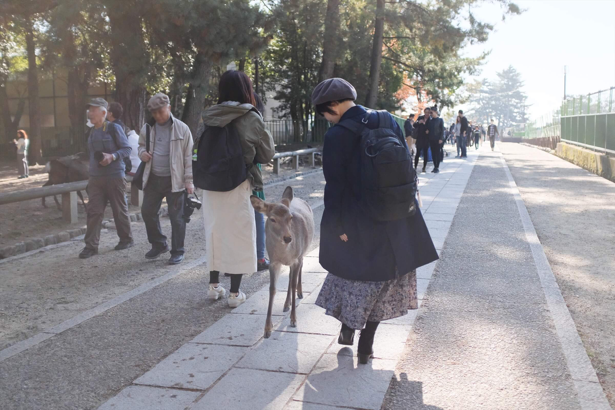 f:id:hachi-log:20191216091824j:plain
