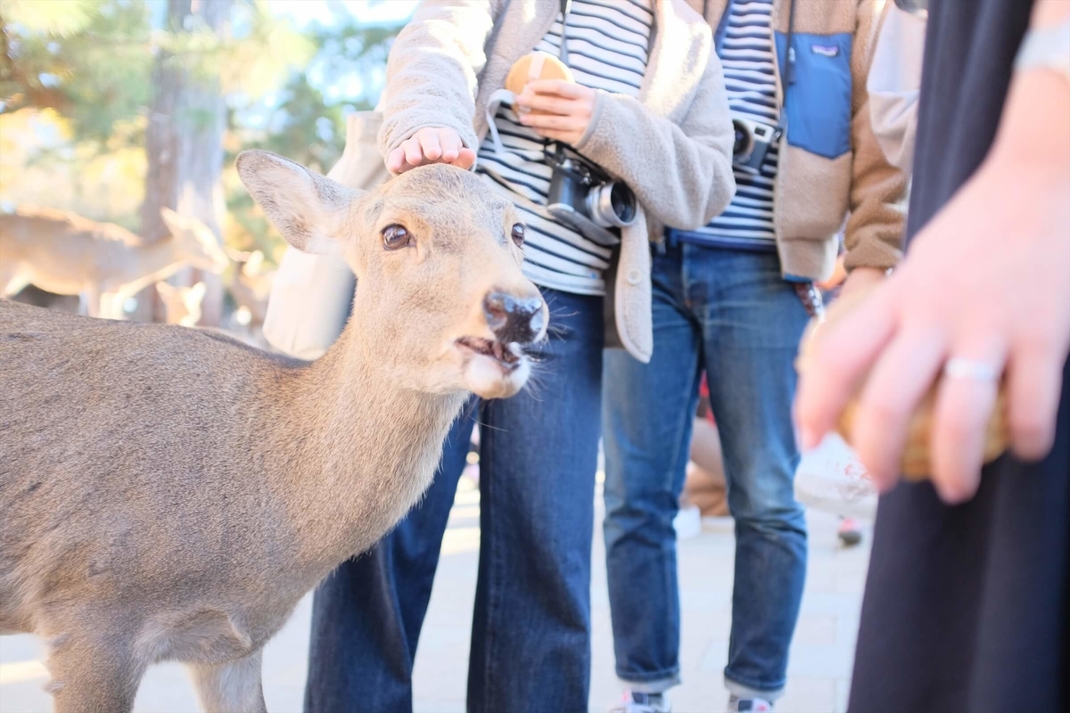 f:id:hachi-log:20191216111632j:plain f:id:hachi-log:20191216111632j:plain