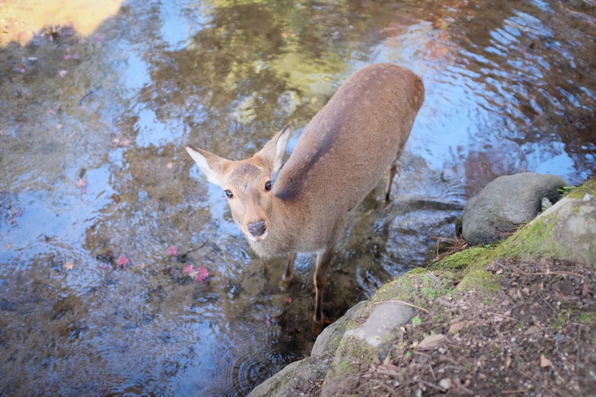 f:id:hachi-log:20191216111702j:plain f:id:hachi-log:20191216111702j:plain