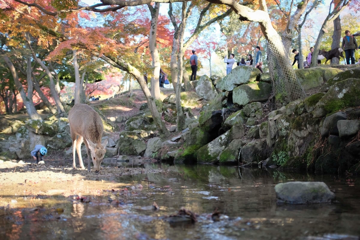 f:id:hachi-log:20191216111711j:plain f:id:hachi-log:20191216111711j:plain