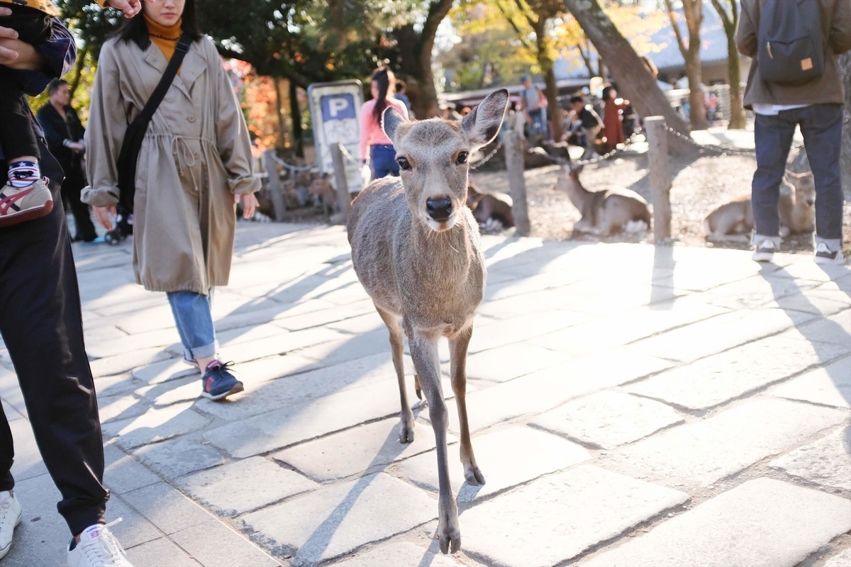 f:id:hachi-log:20191216111733j:plain f:id:hachi-log:20191216111733j:plain