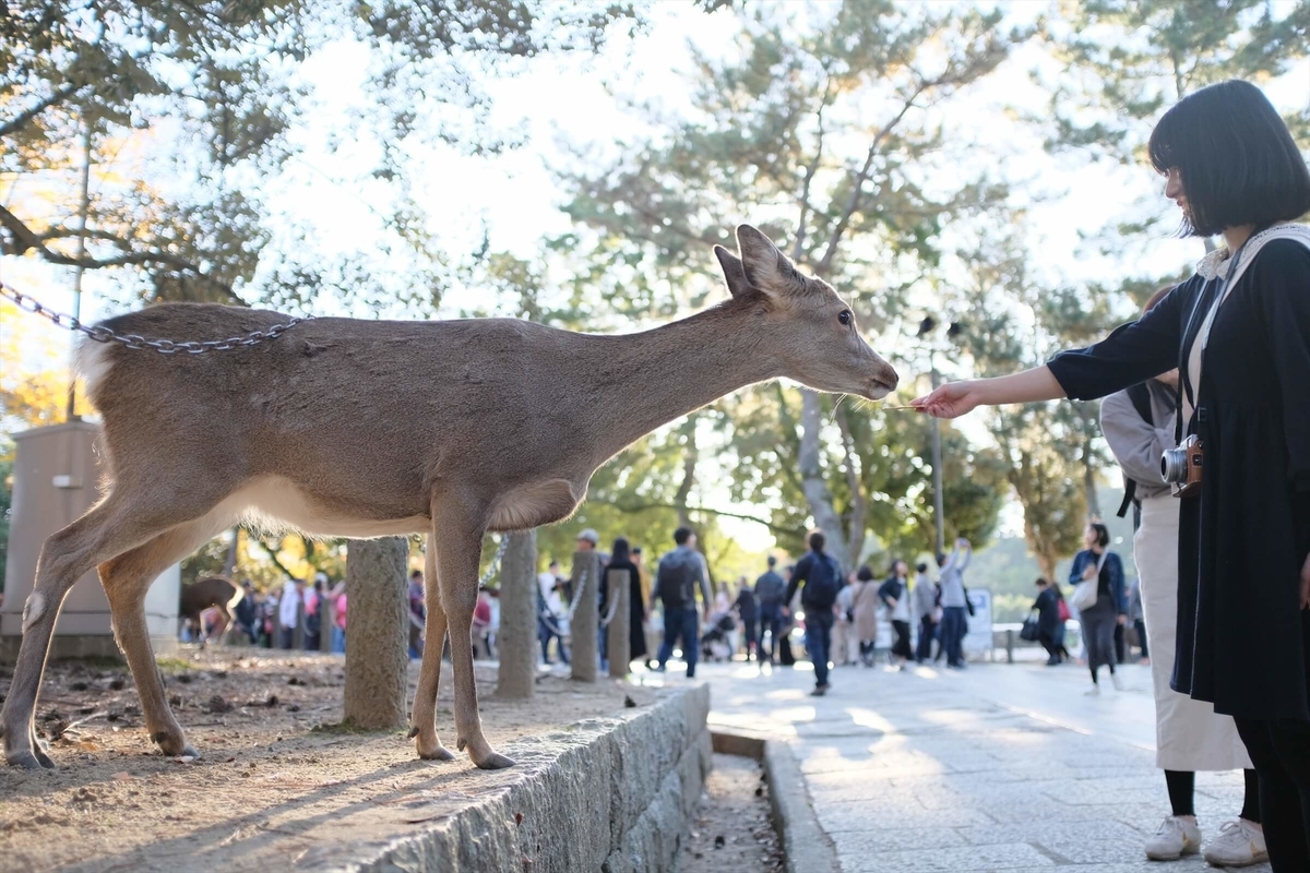 f:id:hachi-log:20191216111739j:plain f:id:hachi-log:20191216111739j:plain